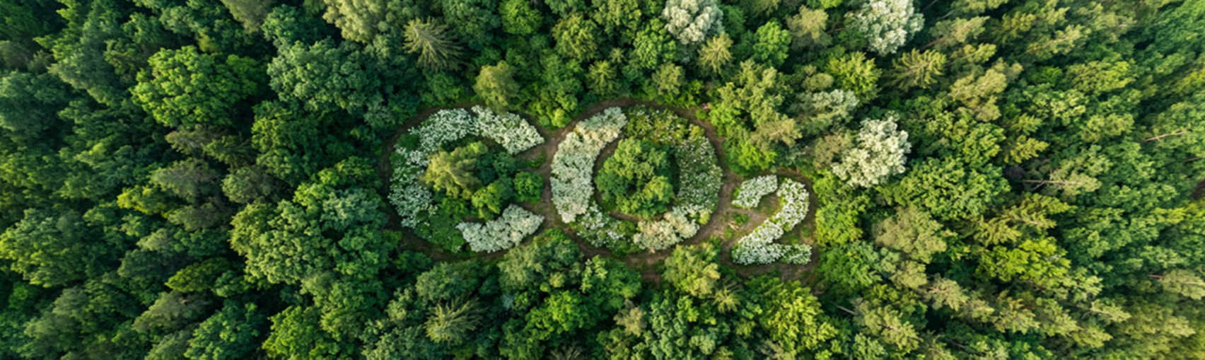 Navigating carbon credits: obligations and opportunities you should know about